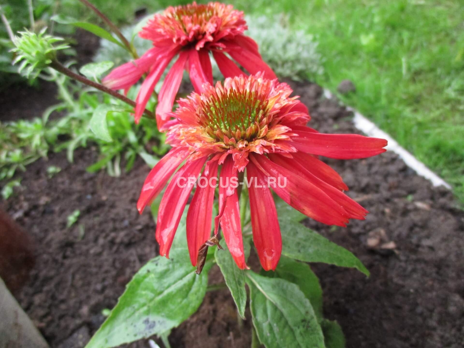 Эхинацея пурпурная «Double Scoop Granberry» Эхинацея пурпурная «Double Scoop Granberry»